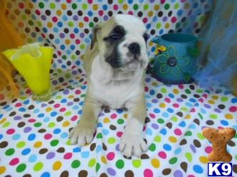 English Bulldog Puppies in NY